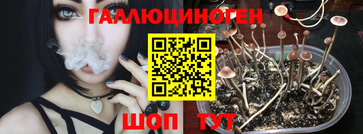 Псилоцибиновые грибы Psilocybine cubensis  Вход с VPN  Псков 